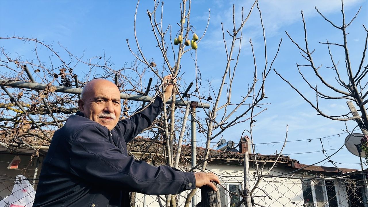Çanakkale'de Aralık Ayında Meyve Veren Armut Ağacı Şaşırtıyor
