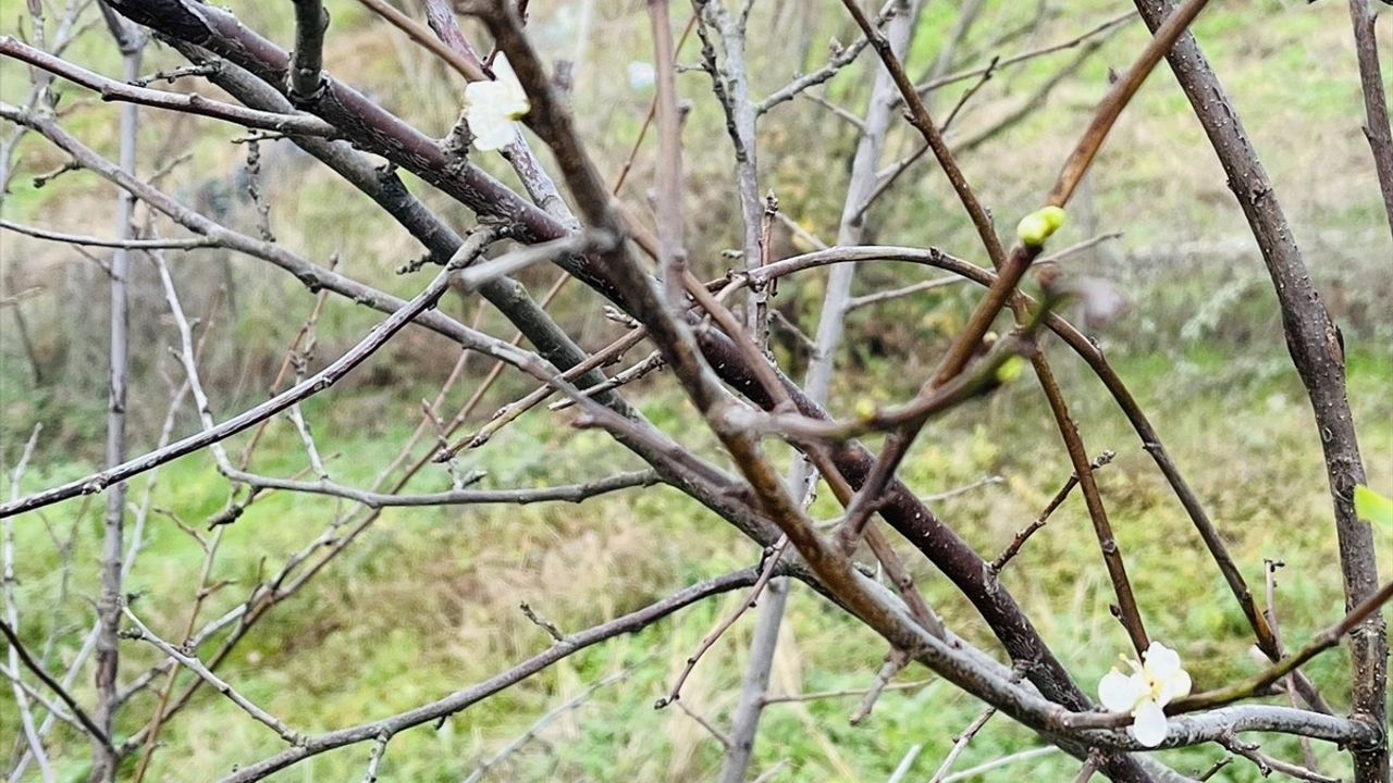 Çanakkale'de Aralık Ayında Şeftali ve Erik Ağaçları Çiçek Açtı