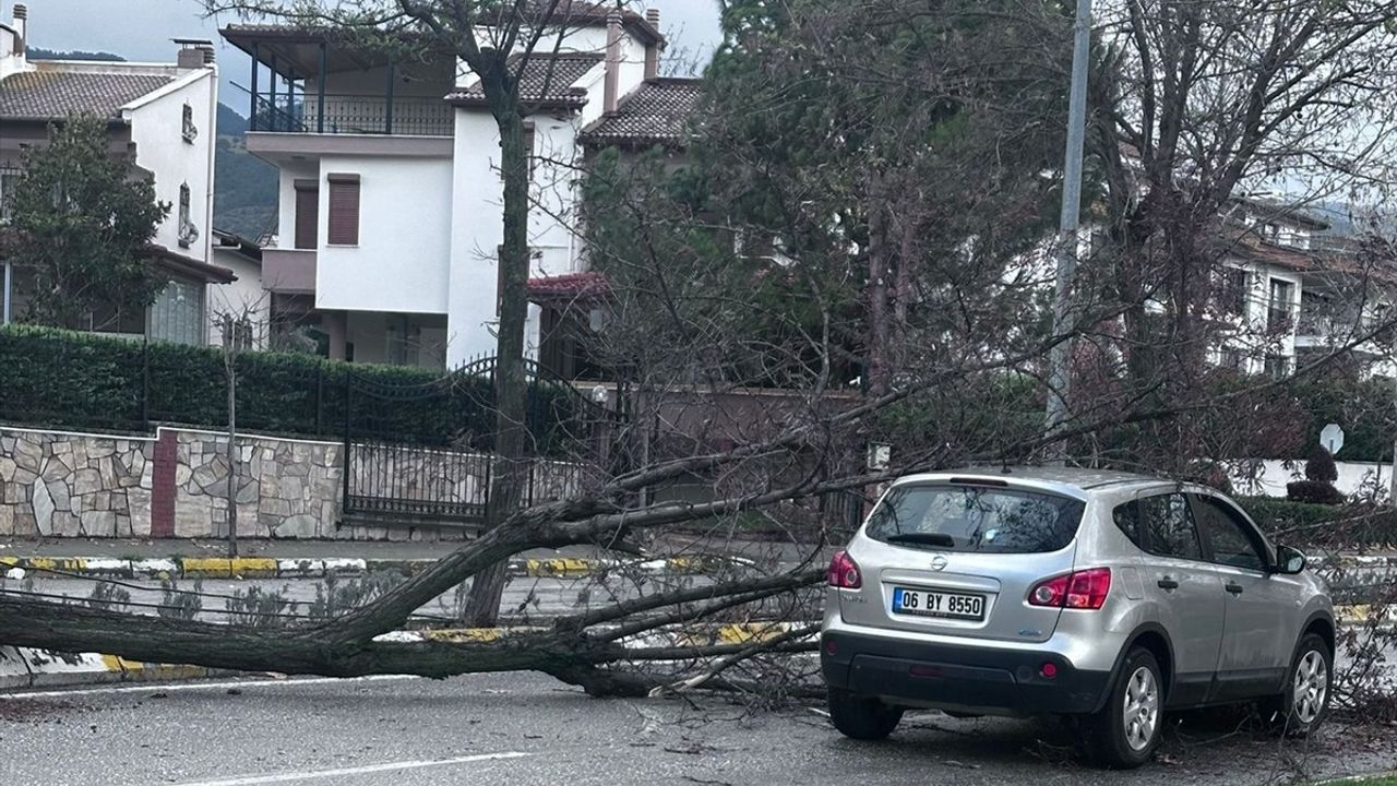 Denizli'de Fırtına Ağaçları Devirdi, İki Araçta Hasar Oluştu