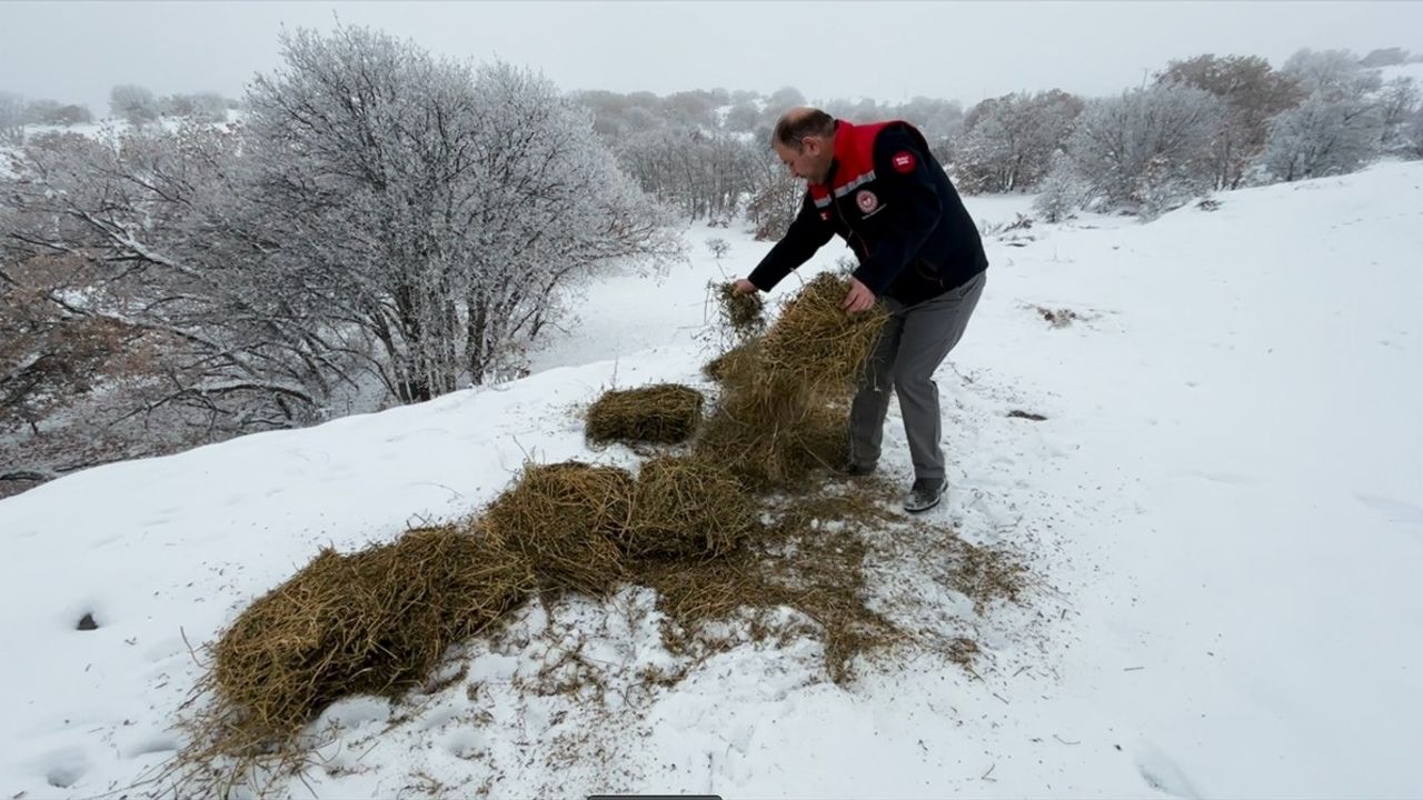 Erzincan'da Yabani Hayvanlar İçin 500 Kilogram Yem Bırakıldı