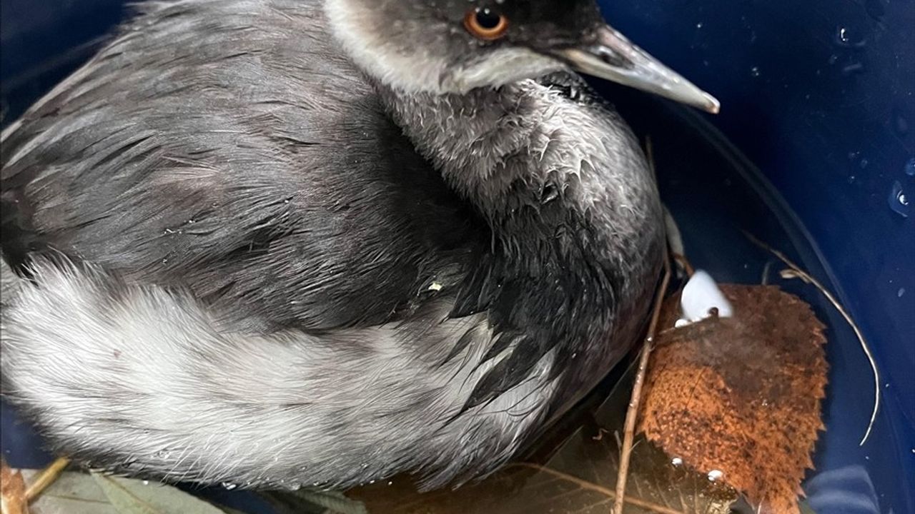 Erzurum'da Bulunan Batağan Yavrusu Doğaya Kavuştu