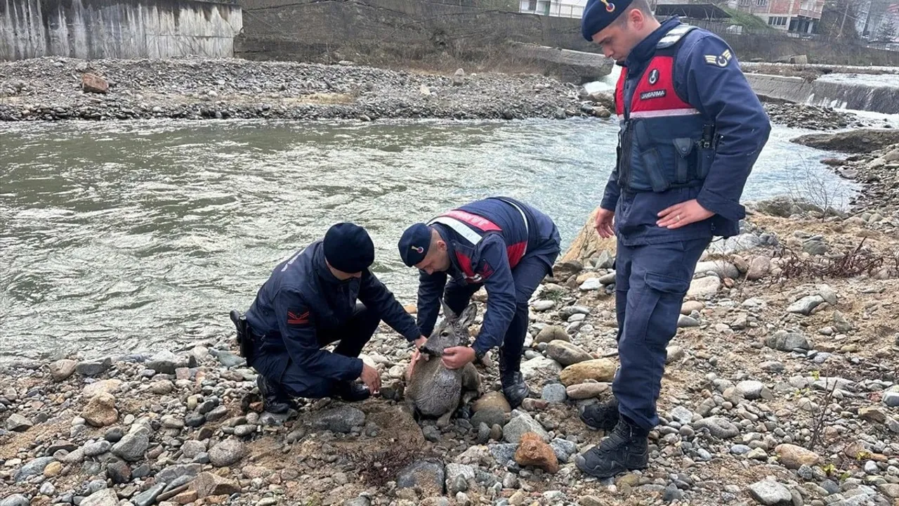 Giresun'da Yaralı Karaca Jandarma Tarafından Kurtarıldı