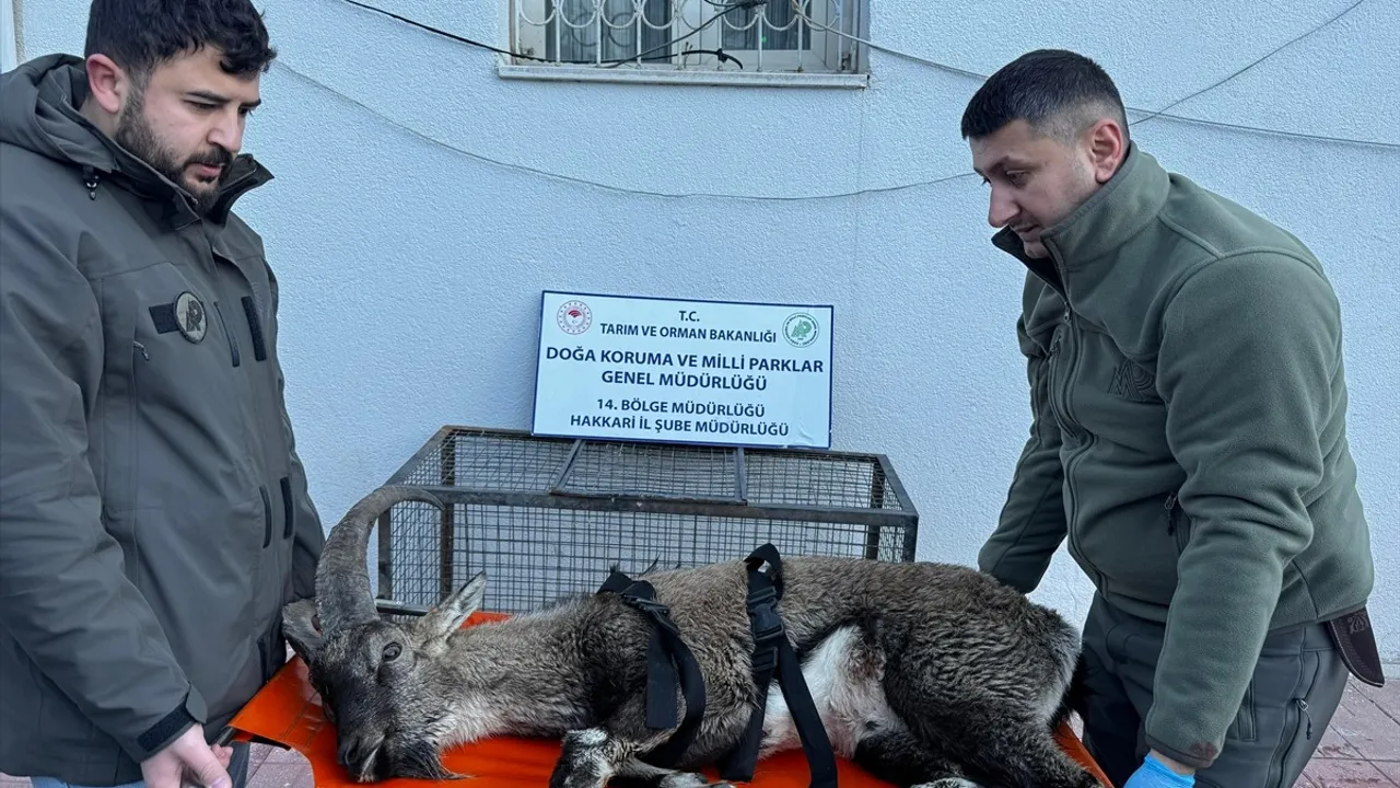 Hakkari'de Yaralı Dağ Keçisi Tedavi Altına Alındı