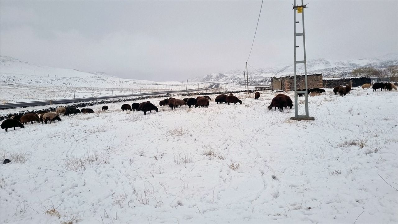 Iğdır Dağ Köylerinde Besicilerin Zorlu Kış Mesaisi Başladı