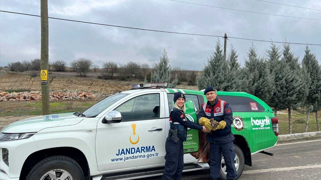 Karabük'te Yaralı Kızıl Şahinler ve Hasta Kurt Kurtarıldı