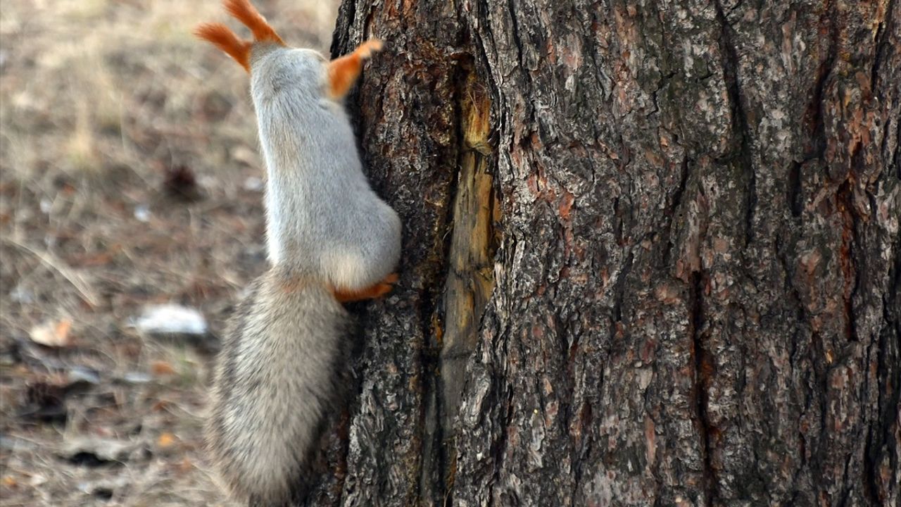 Kars'ın Sarıkamış İlçesinde Kızıl Sincapların Görüntüleri