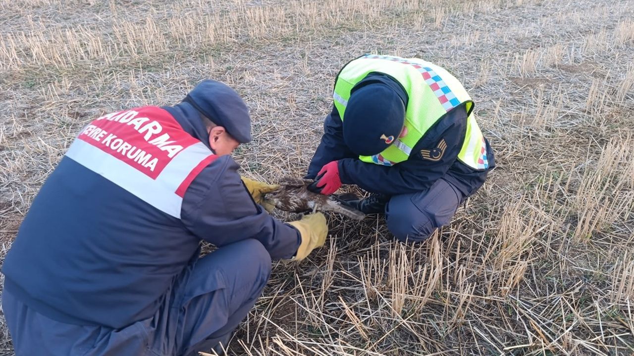 Kırıkkale'de Yaralı Şahin Tedavi Altına Alındı