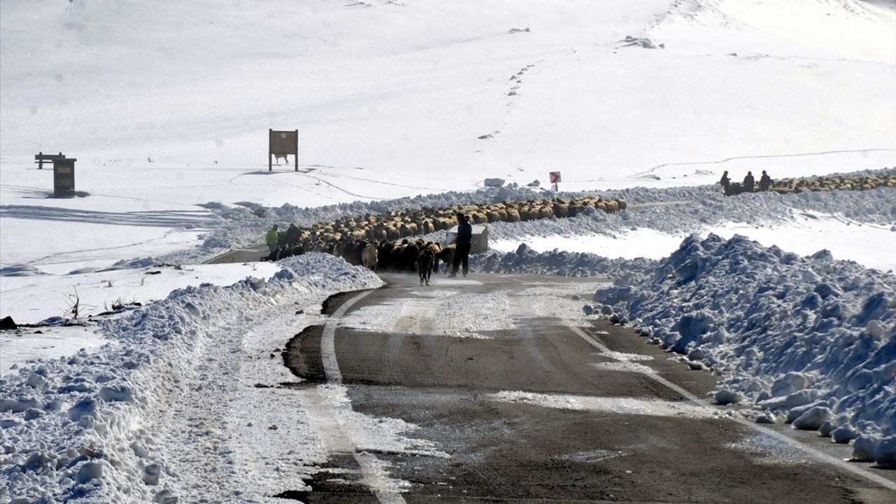 Muş’ta Kar Tipisi ile Mahsur Kalan Besiciler Kurtarıldı