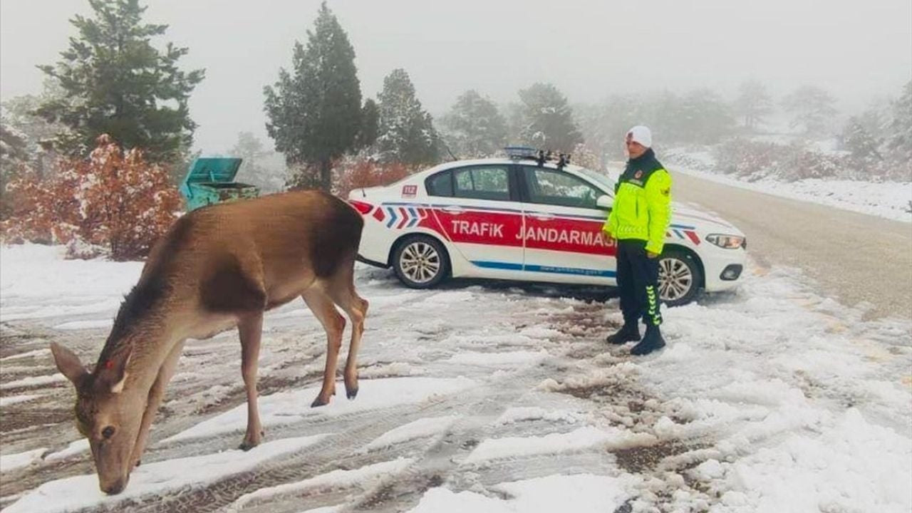 Salda Gölü'nde Kızıl Geyiklerin Ormanda Besin Arayışı