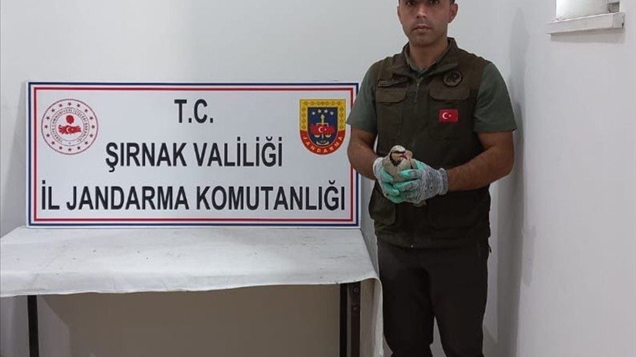 Şırnak'ta Yasaklı Kınalı Keklik Ticareti Yaparken Yakalanan 4 Kişiye Ceza Kesildi