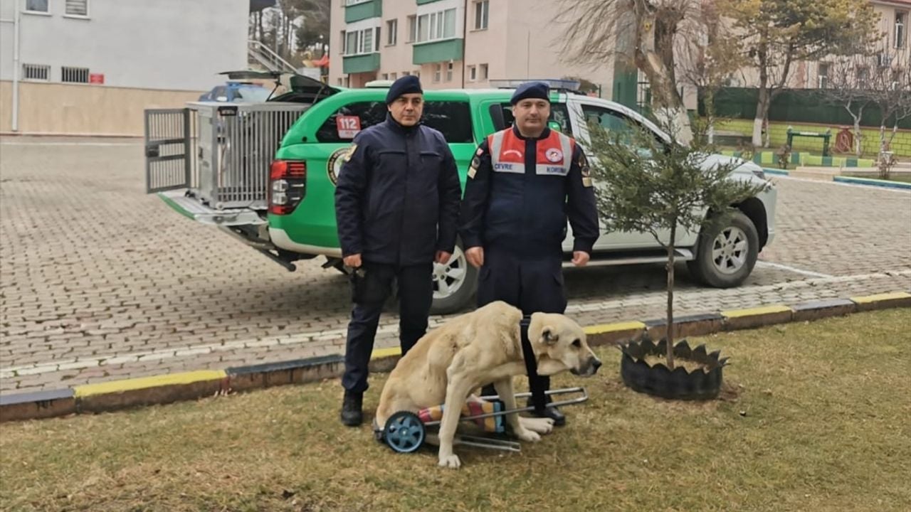 Yozgat'ta Jandarma Komutanı'ndan Yürüyemeyen Köpeğe Yardım Eli