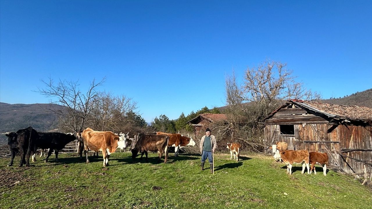 Bolu'da Dronla Kaybolan Büyükbaş Hayvanlar Bulundu