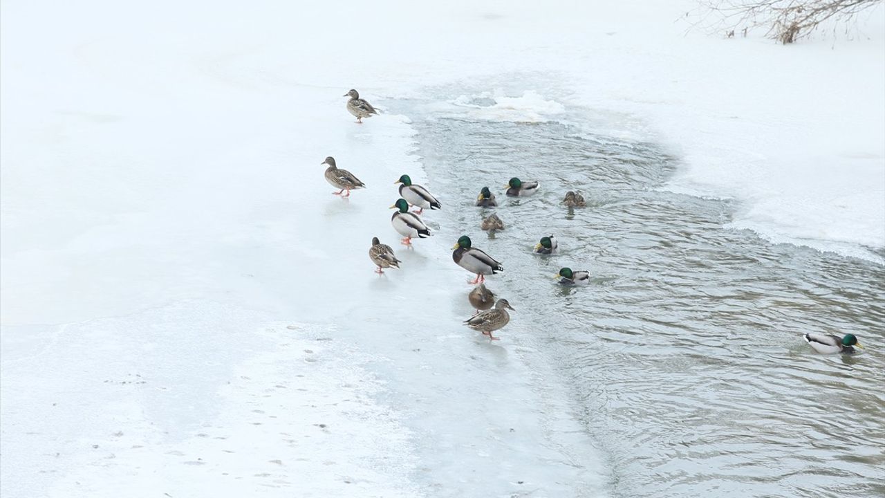 Buzlu Kars Çayı'nda Yiyecek Arayan Yeşilbaş Ördekler Görüntülendi