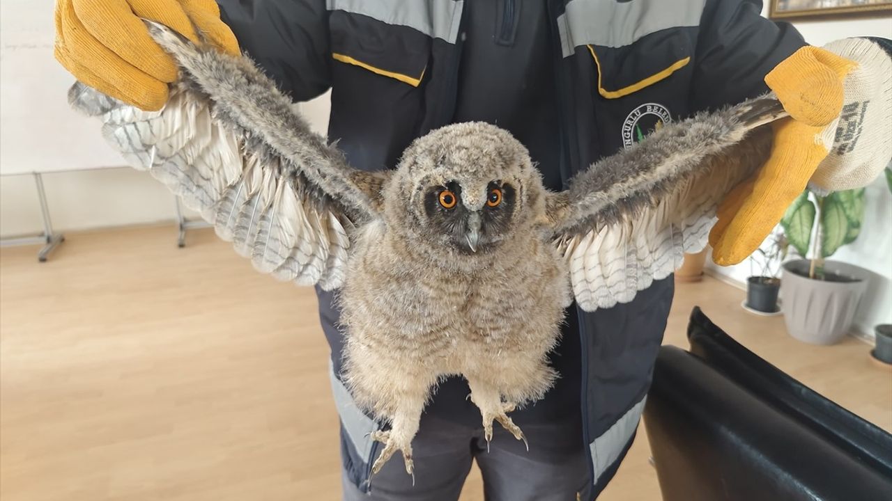 Çorum'da Çocukların Bulduğu 2 Puhuyu Yavrusu Koruma Altına Alındı