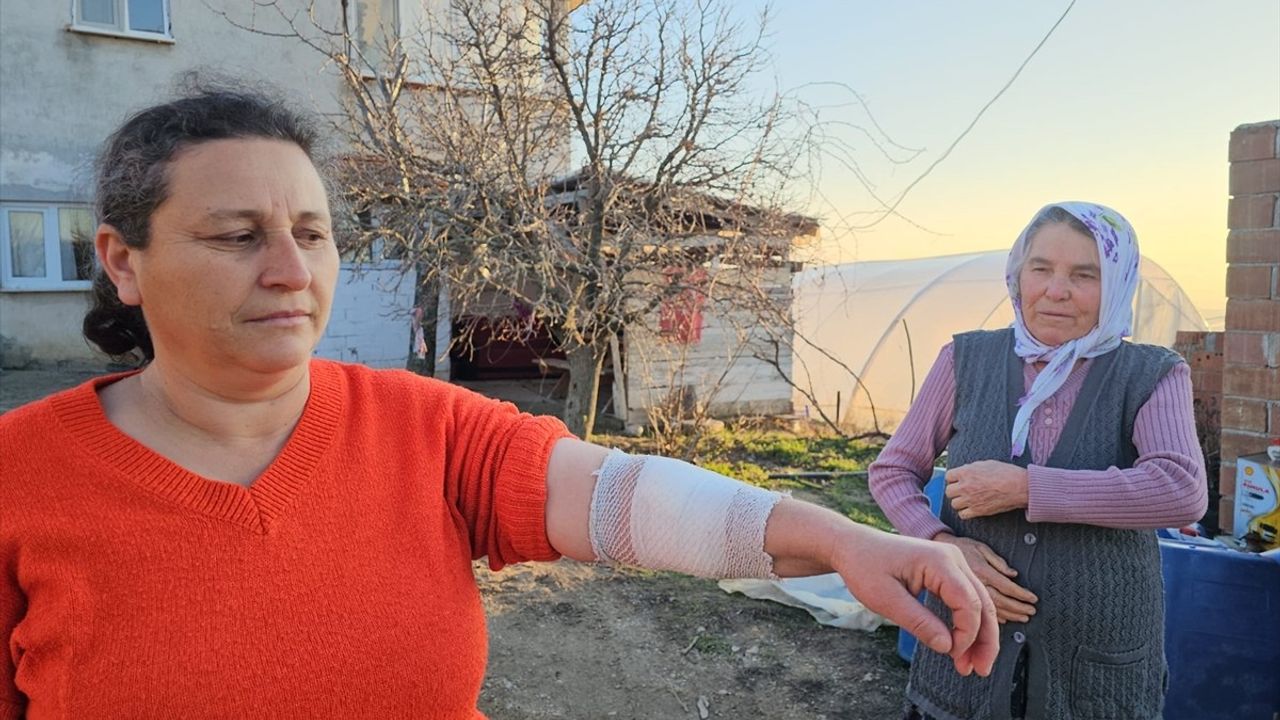 Çorum'da Rottweiler Saldırısı: 3 Kişi Yaralandı