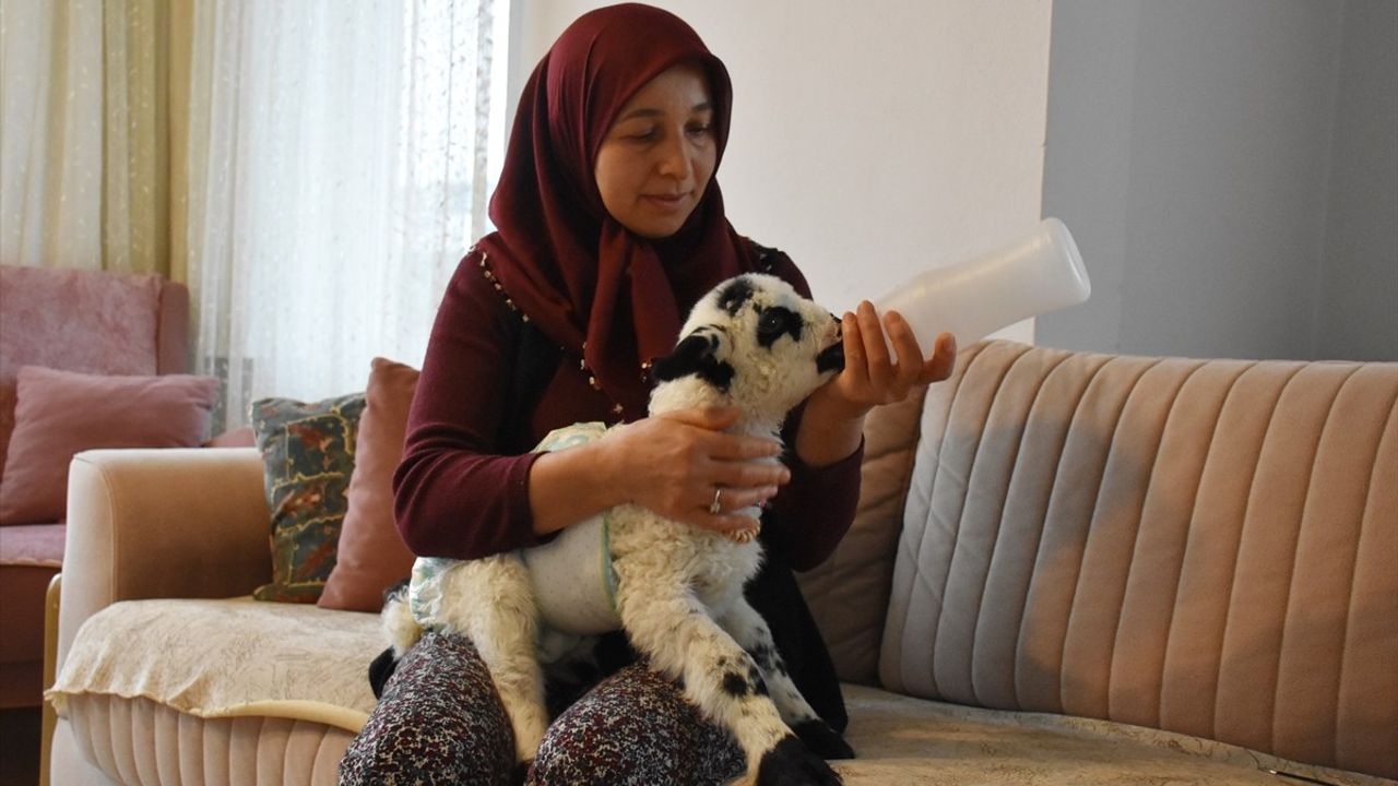 Evinde Kuzu Besleyen Yasemin Koç Mahallede İlgi Odağı Oldu