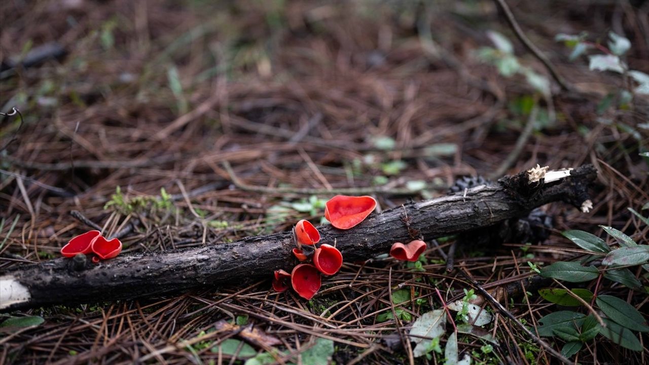 İstanbul Ormanlarında Mantar Keşif Macerası
