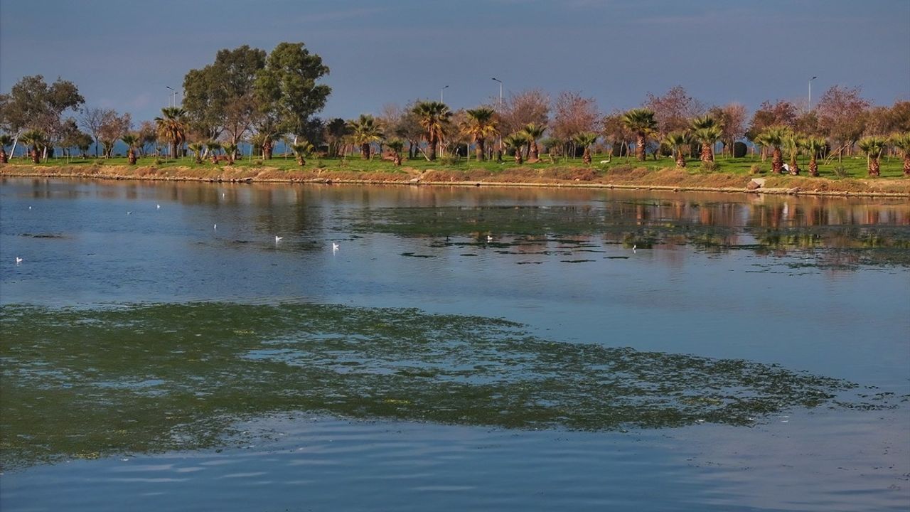 İzmir Körfezi'nde Deniz Yosunu Tabakası Oluştu