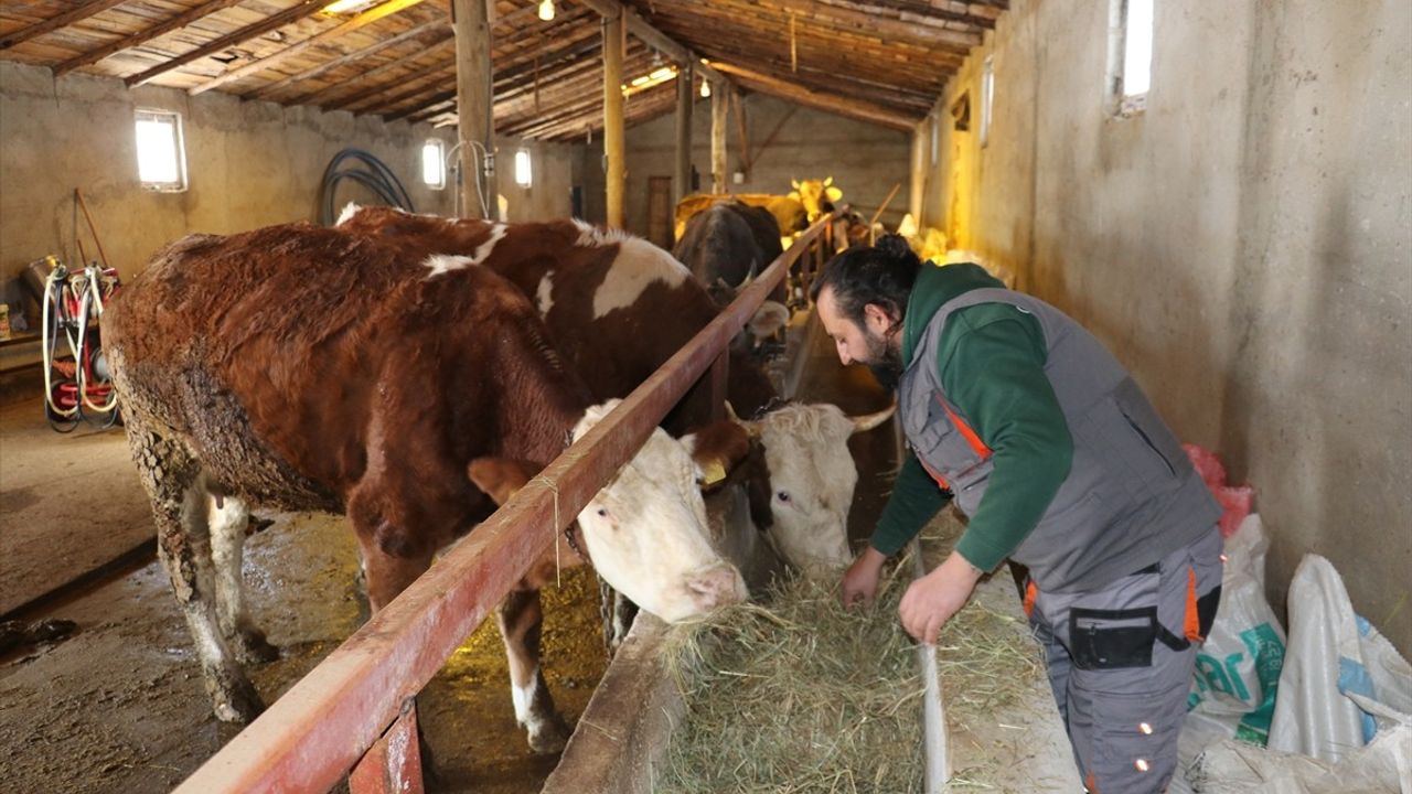 Kangal'da Hayvancılığa Adım Atan Berkan Karlankuş: 'Köy Hayatı Mükemmel'