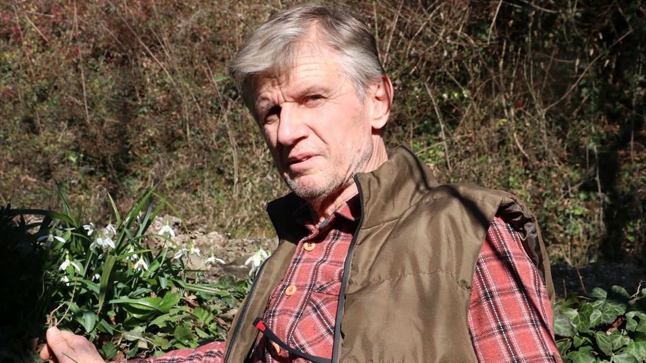 Kastamonu'da Kardelenler Sıcak Havaya Aldandı, Erken Çiçek Açtı