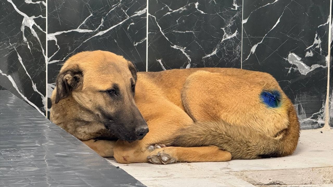 Kayseri'de Yaralı Köpeğin Hayat Mücadelesi Başarıyla Sonuçlandı