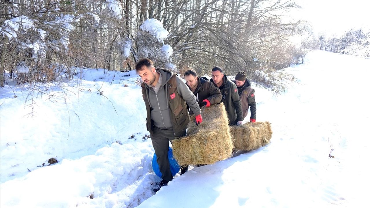 Kırklareli'nde Yaban Hayvanları İçin Yemleme Çalışması