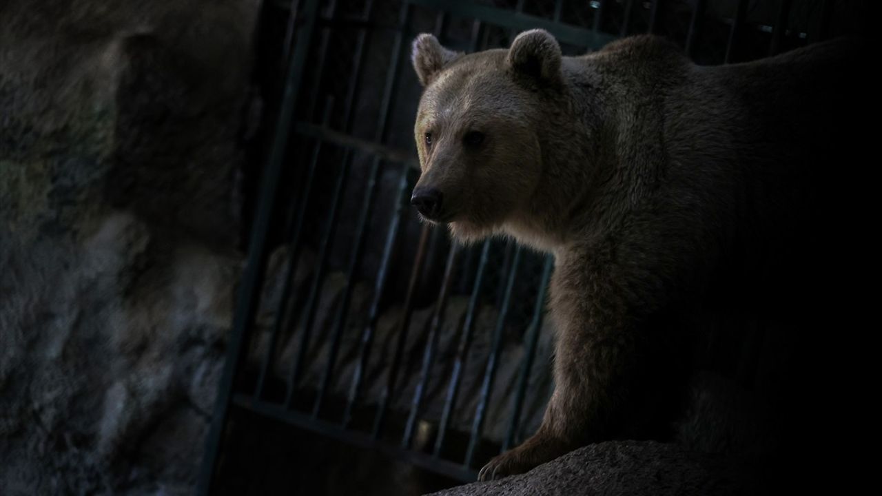 Kış Uykusuna Yatamayan Kardeş Ayılar "Efe" ve "Ege" Huzursuz