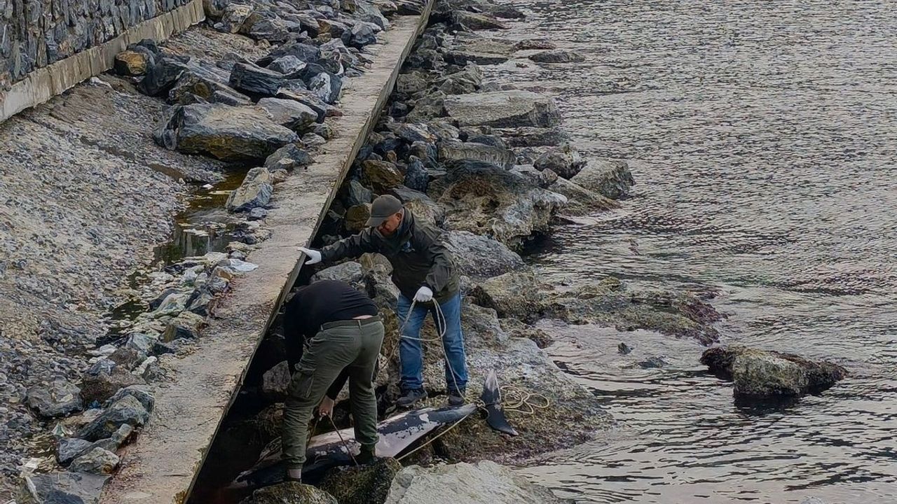 Kuşadası'nda Ölü Yunus Keşfedildi: Trol Ağları Susuz Bıraktı