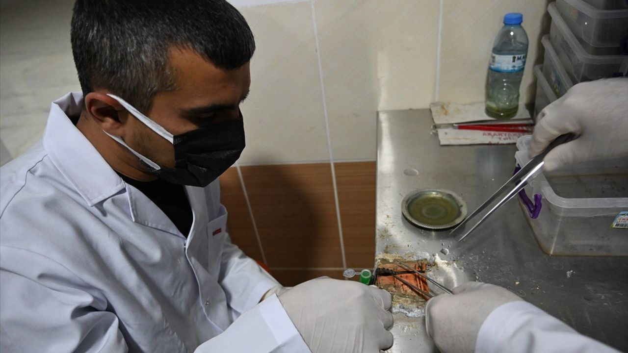 Osmaniyeli Girişimciden Akrep Yetiştiriciliği: Ayda 20 Gram Zehir Üretiyor