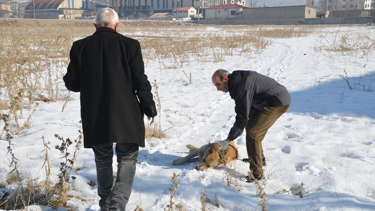 Yüksekova'da Sahipsiz Köpekler Toplanıyor: Acı Bir Olayın Ardından