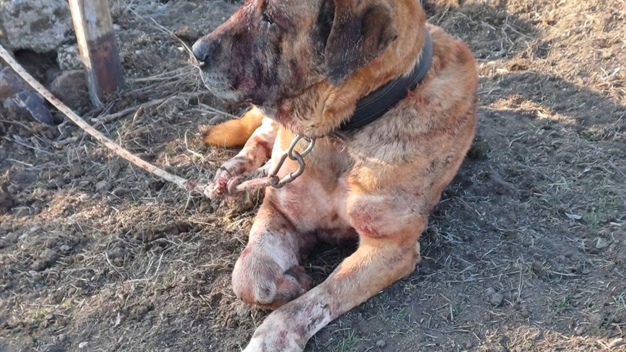 Afyonkarahisar'da Köpek Dövüşü Operasyonu: 48 Kişi Yakalandı