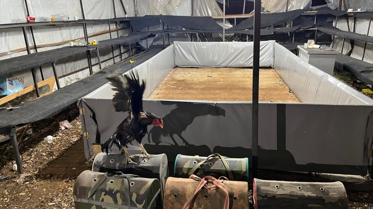 Antalya'da Horoz Dövüşüne 14 Kişiye 129 Bin Lira Ceza