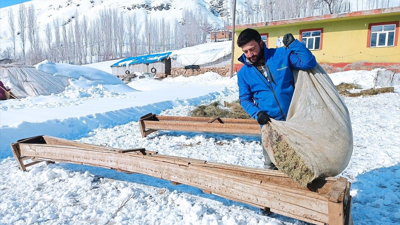 Bitlis'teki Besiciler Kış Koşullarında Hayvan Bakımını İhmal Etmiyor