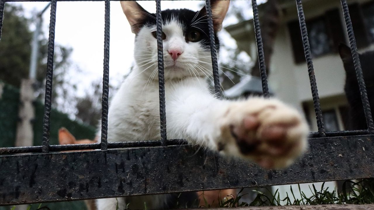 Bursa'da Engelli ve Sahipsiz Kedilere Villa Hayatı: 18 Yıldır Konfor İçinde Yaşıyorlar