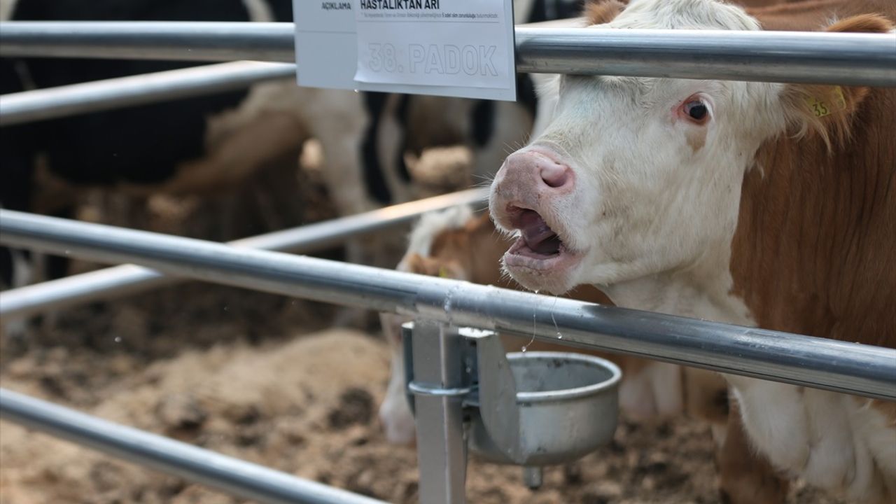 Çanakkale'de 190 Büyükbaş Hayvan Aracısız Olarak Satıldı