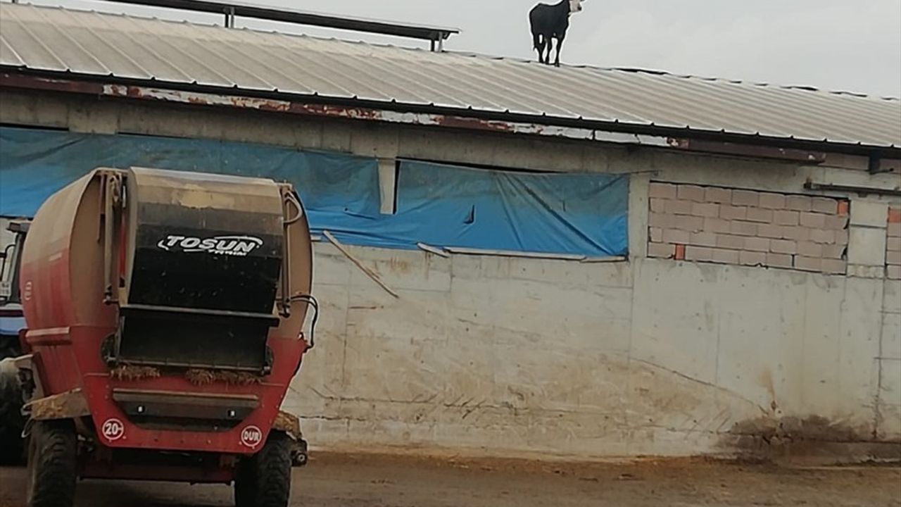 Çankırı'da Aşıdan Kaçan Dana Mandıranın Çatısına Çıktı