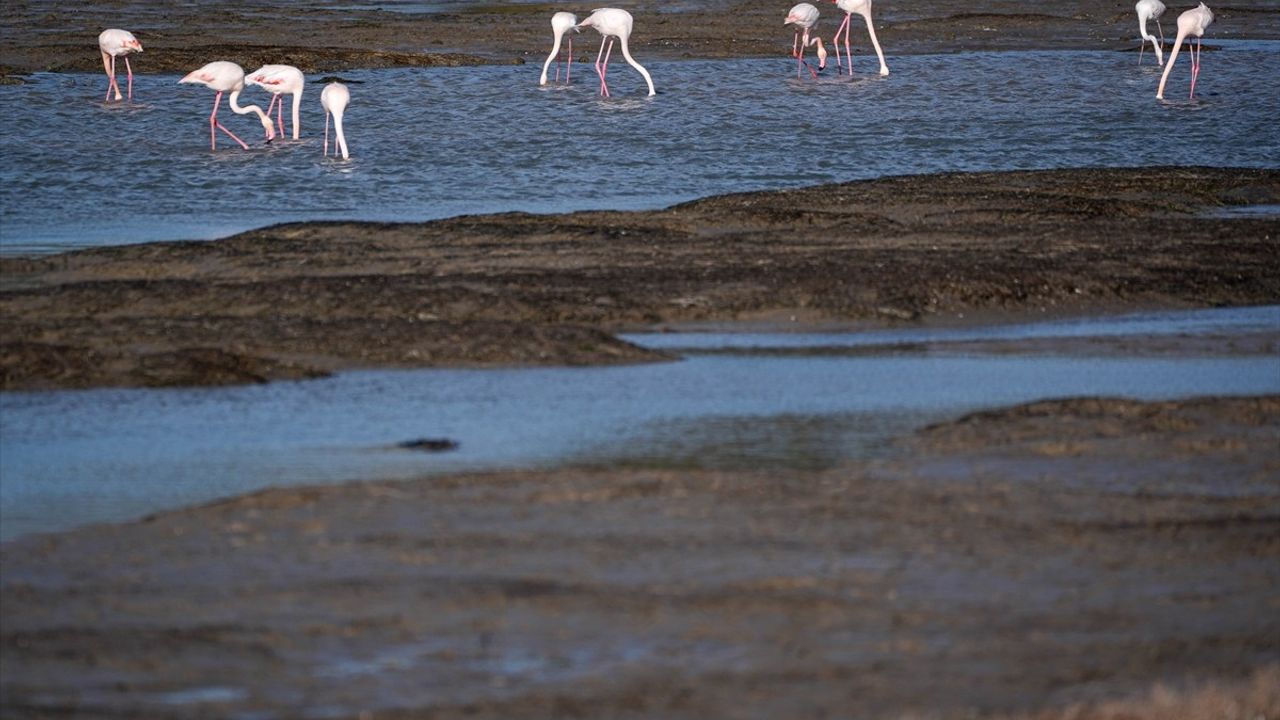Didim ve Çeşme'de Deniz Suyu 300 Metre Çekildi
