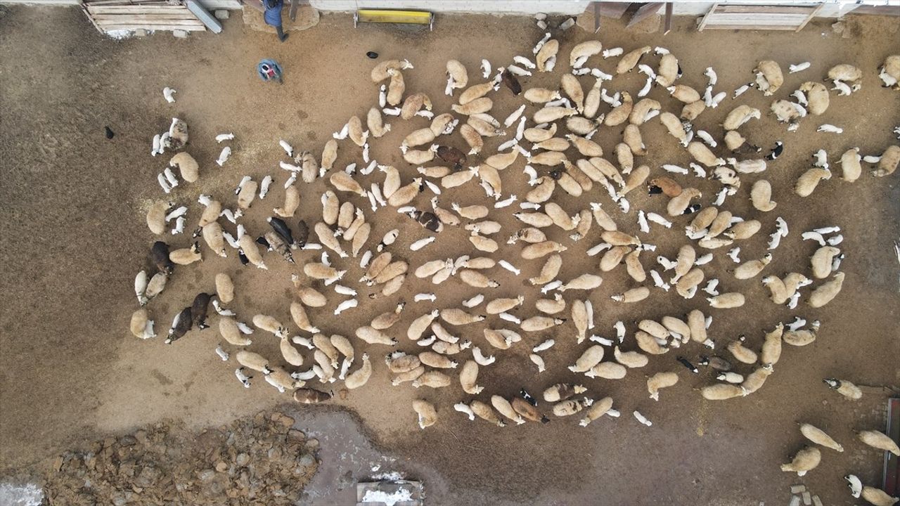 Erzincan'da Besiciler, Kuzular İçin Nöbet Tutuor