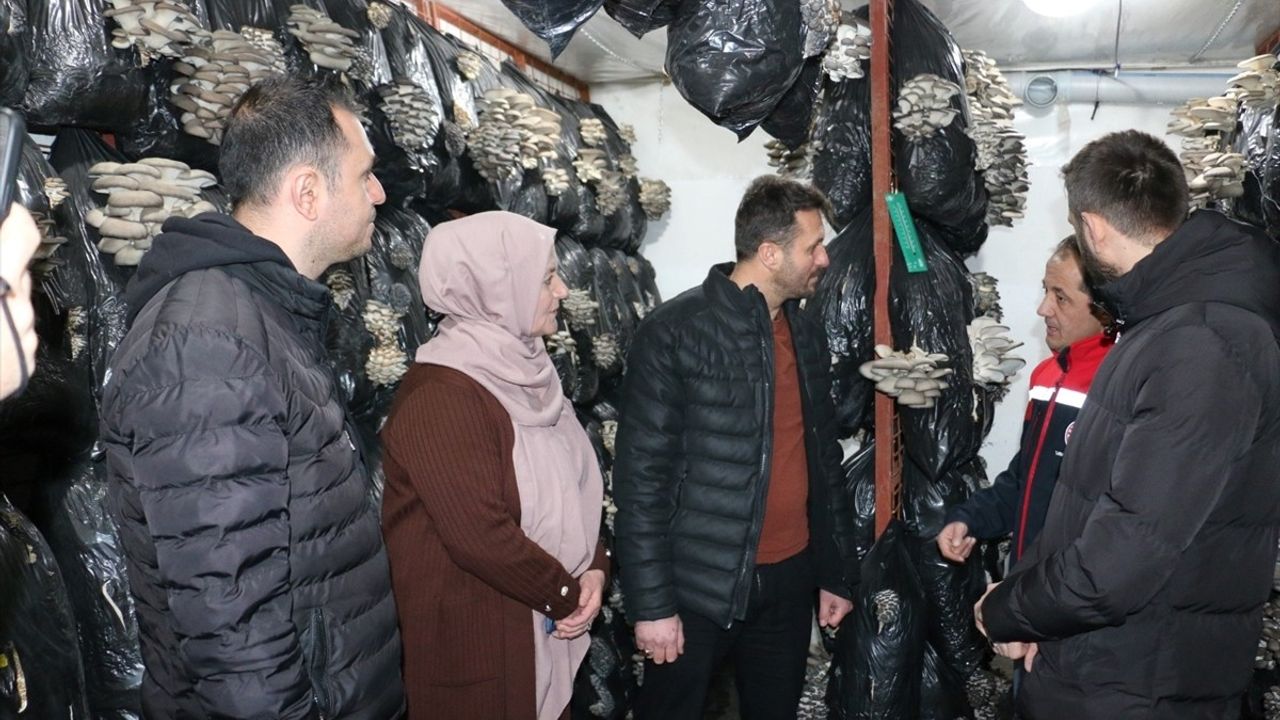 Erzincan'da İstiridye Mantarı Üretimi Başladı