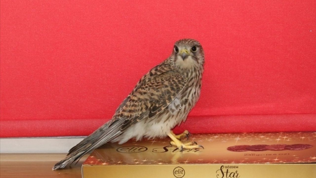 Erzincan'da Öğrencilerin Kurtardığı Kerkenez Doğaya Salındı