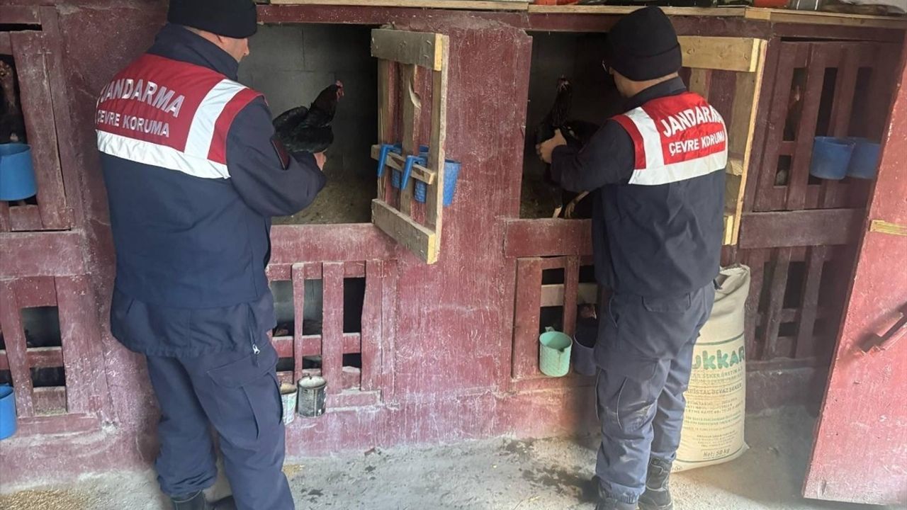 Erzurum'da Horoz Dövüştüren 3 Kişiye 31 Bin Lira Ceza