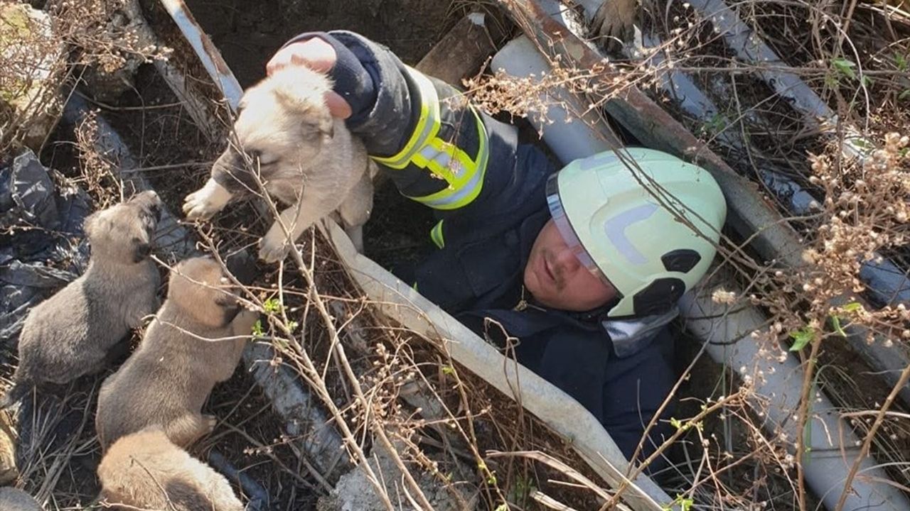 Hatay'da İnşaat Çukuruna Düşen Köpek Yavruları Kurtarıldı