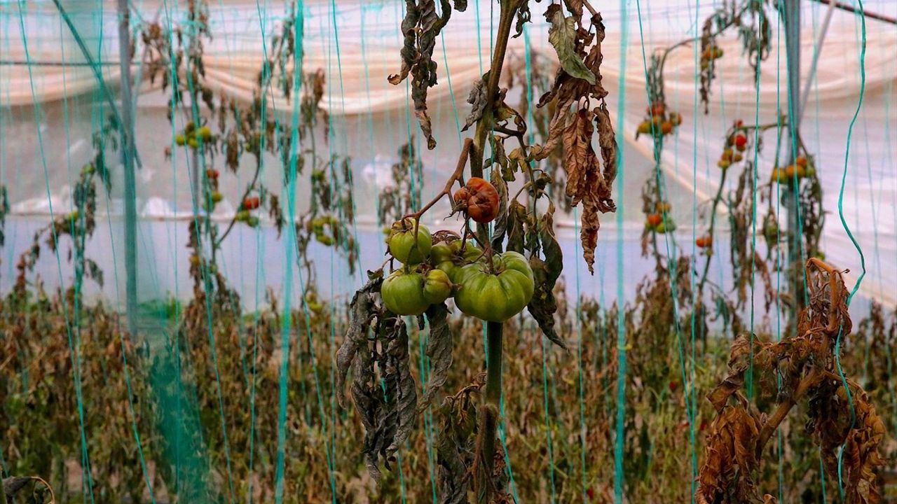 Hatay'da Zirai Don Tarım Alanlarını Vurdu!