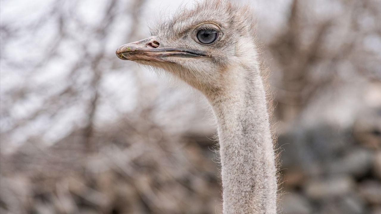 Hediye Edilen Deve Kuşu, Kaçtığı Yerin Sahibine Geri Döndü
