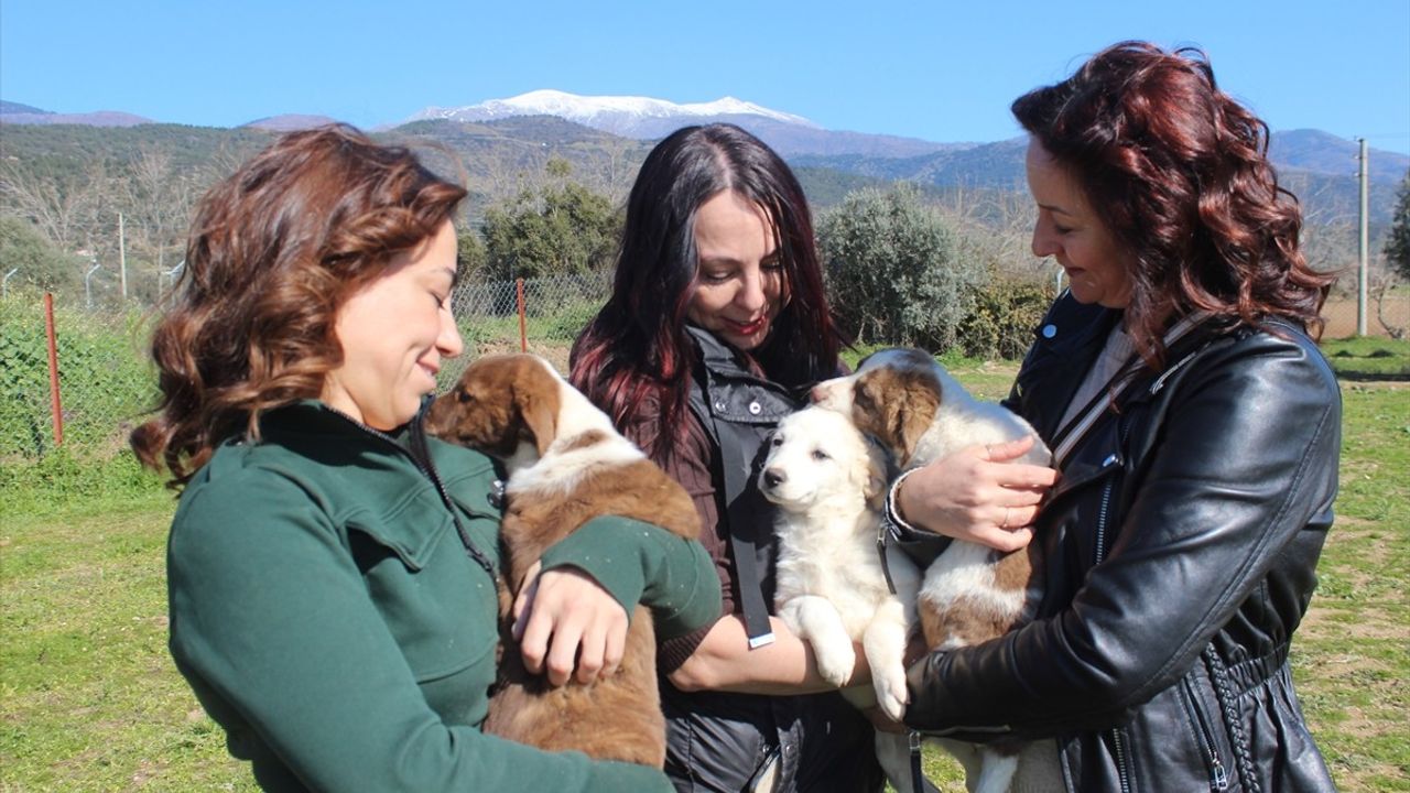 Hollanda'dan İzmir'e: 3 Türk Kadından Sahipsiz Hayvanlar için Barınak