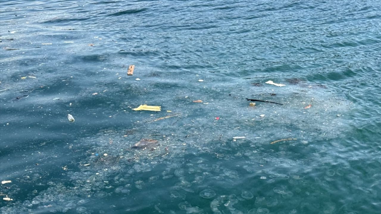 İstanbul Boğazı'nda Denizanası Yoğunluğu