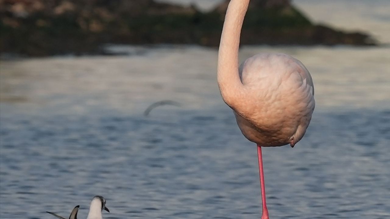 İzmir'in Flamingoları, İç Körfezde Yaşam Savaşına Devam Ediyor