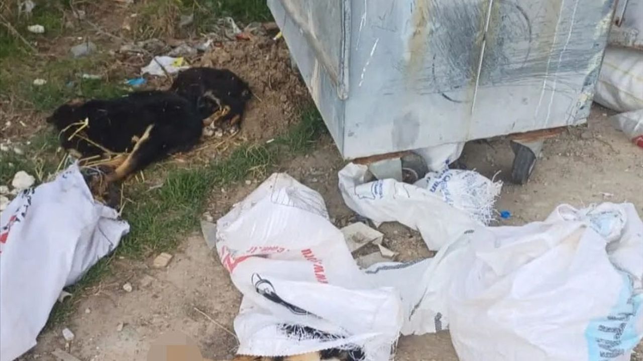 Kırklareli'nde 11 Köpek ve Bir Kuzunun Ölümüyle İlgili Soruşturma Başlatıldı