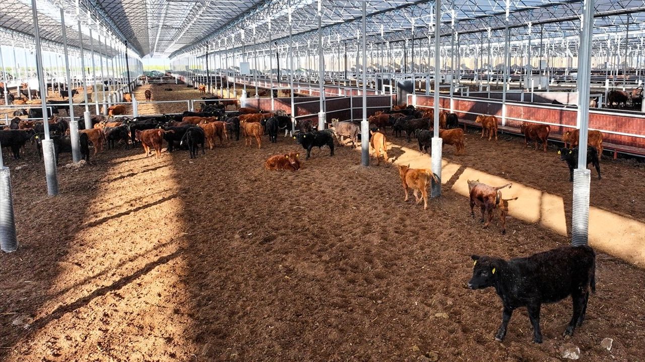 Kırmızı Et Arzı İçin Yerli Üretim Hamlesi: Kırsalda Bereket Projesi