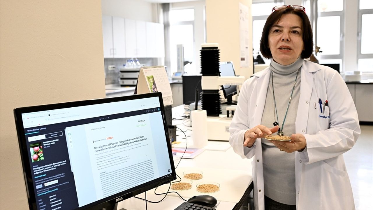 Koruma Altındaki Yerel Buğdaylar, Ticari Çeşitler ile Rekabet Ediyor